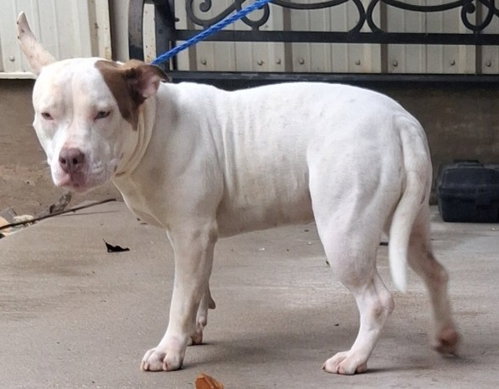 TULIP, a dog for adoption from Killeen Animal Control