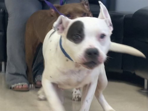 HONEY, a dog for adoption from Killeen Animal Control