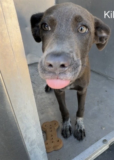 WAM BAM, a dog for adoption from Killeen Animal Control