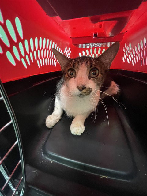 JAKE, a cat for adoption from Killeen Animal Control