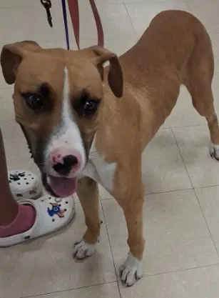 Bounce - Pit Bull Terrier