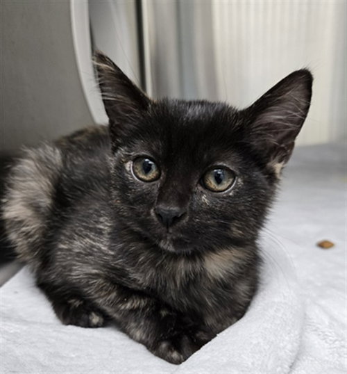 Ginger, Domestic Short Hair (medium coat)