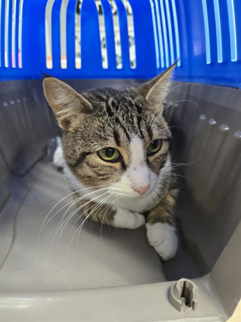Sox, Domestic Short Hair