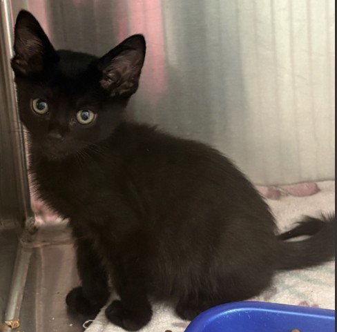 Wesson, Domestic Short Hair