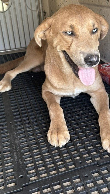 Cheepy, Labrador Retriever