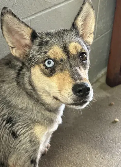 Isabelle Zizzy - Catahoula Leopard Dog