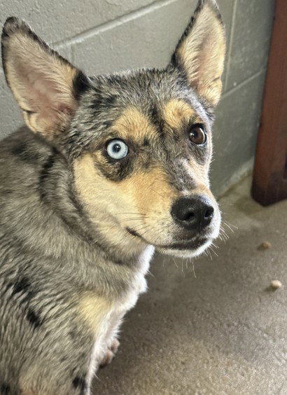 ISABELLE (ZIZZY), a dog for adoption from Killeen Animal Control