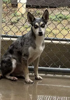 Zorro Zozo - Catahoula Leopard Dog
