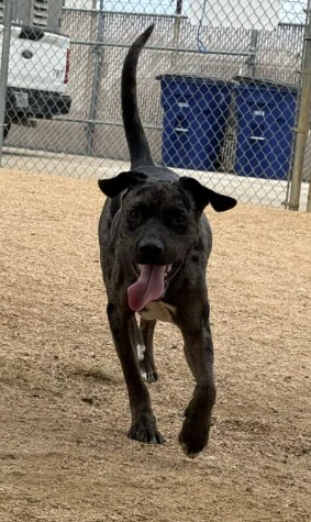 Scooby