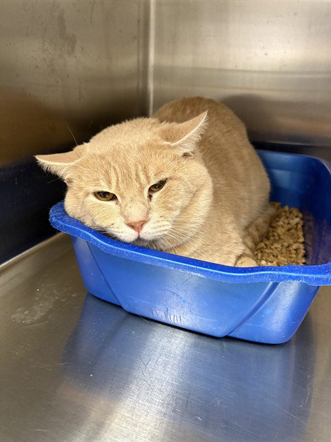 Candy Corn, Domestic Short Hair (medium coat)