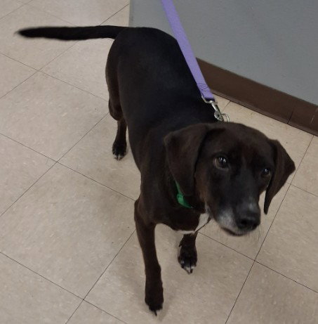 MACY, a dog for adoption from Killeen Animal Control