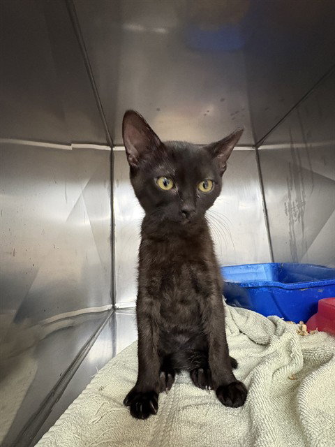 CHIKORITA, a cat for adoption from Killeen Animal Control