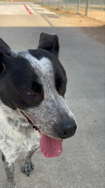 OREO, a dog for adoption from Killeen Animal Control