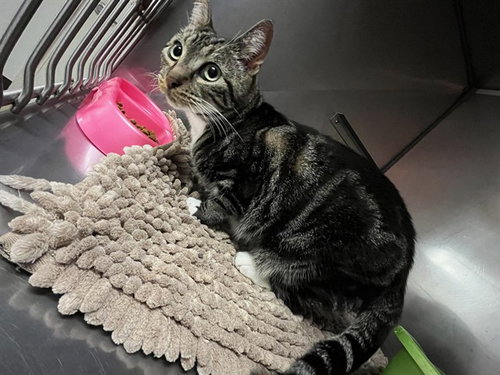 ABIGAIL, a cat for adoption from Killeen Animal Control