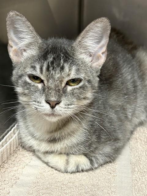 MISA, a cat for adoption from Killeen Animal Control