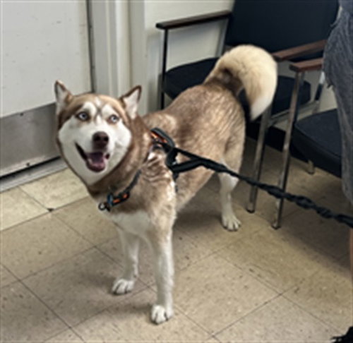 MEMOSA, a dog for adoption from Killeen Animal Control