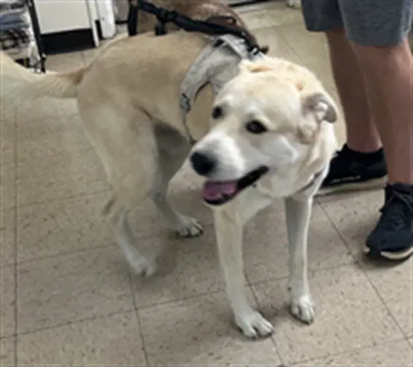 Frank - Labrador Retriever
