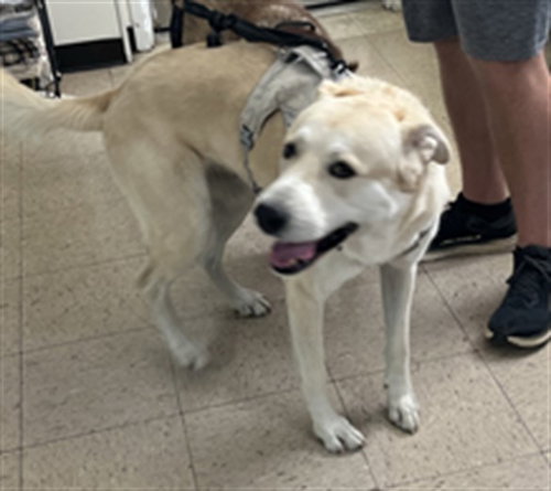 FRANK, a dog for adoption from Killeen Animal Control