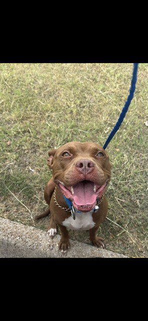 MOCHA LATTE, a dog for adoption from Killeen Animal Control