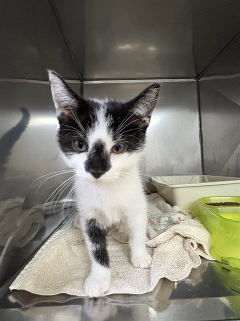 MIDNA, a cat for adoption from Killeen Animal Control