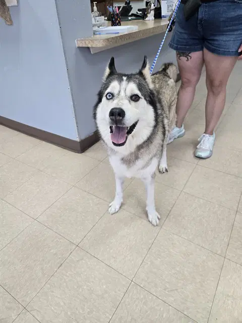 Blaze - Husky