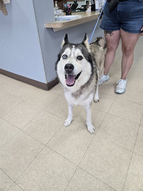 BLAZE, a dog for adoption from Killeen Animal Control