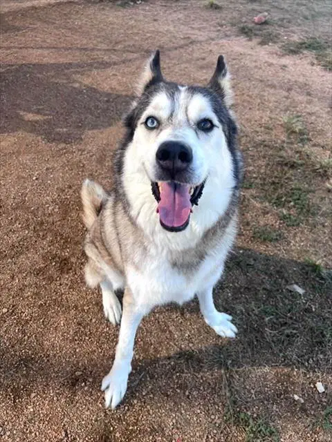 Blaze - Siberian Husky