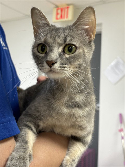 MRS. HYDE, a cat for adoption from Killeen Animal Control