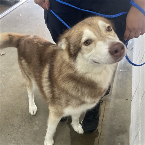 ALUCARD, a dog for adoption from Killeen Animal Control