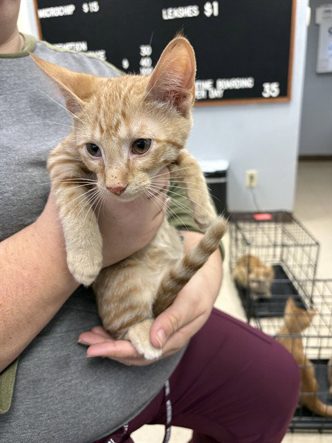 DORITO, a cat for adoption from Killeen Animal Control