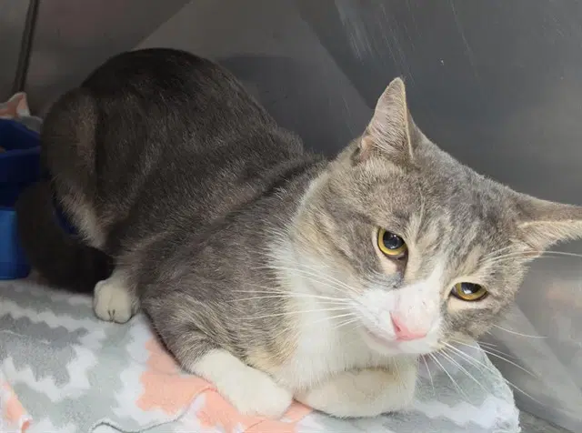 Krabby - Domestic Short Hair