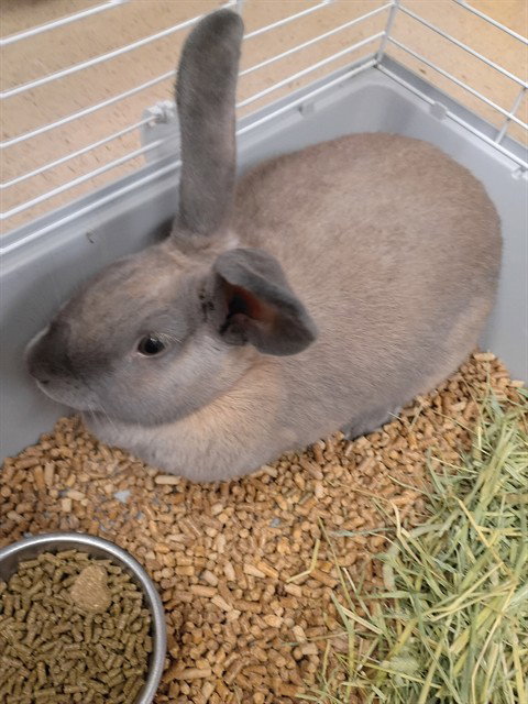 Dusk, Shorthaired Rabbit (medium coat)