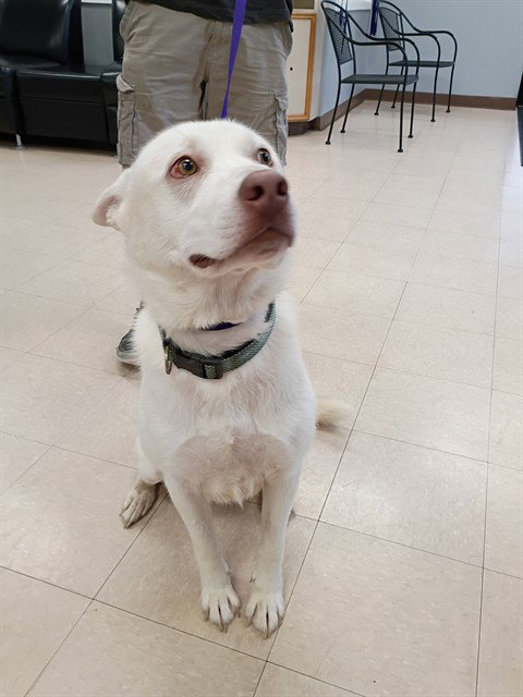 Herman, Siberian Husky / Mixed (medium coat)
