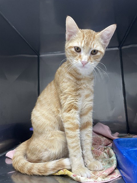 Venmo, Domestic Short Hair (medium coat)
