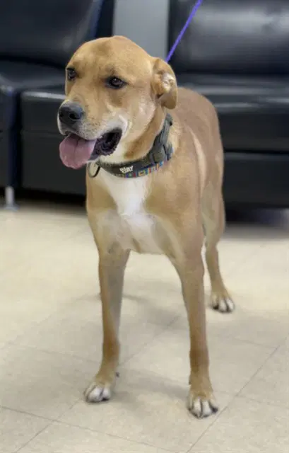 Lincoln - Labrador Retriever