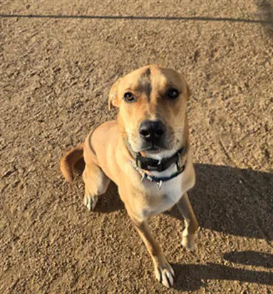 Lincoln - Labrador Retriever