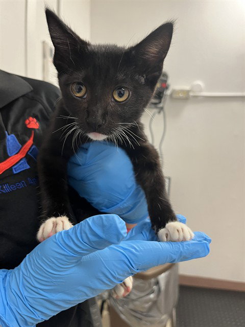 Mist, Domestic Short Hair (medium coat)