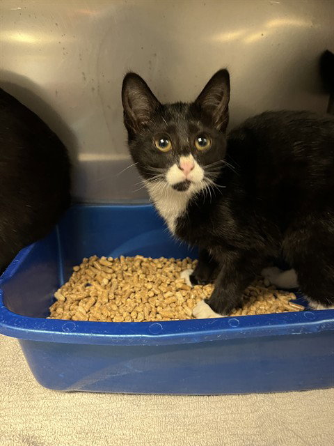 Drizzle, Domestic Short Hair (medium coat)