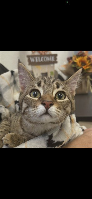 Hayes, Domestic Short Hair (medium coat)