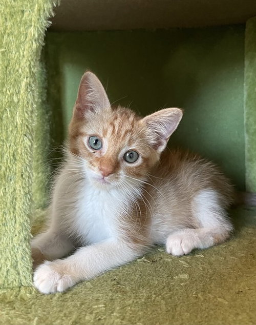 Mr Bingley, Domestic Medium Hair (medium coat)