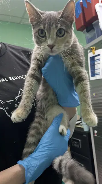 Rose - Domestic Short Hair