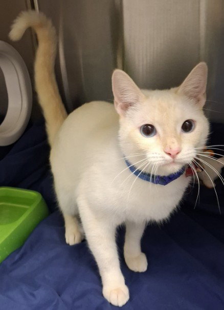 DOC HOLIDAY, a cat for adoption from Killeen Animal Control