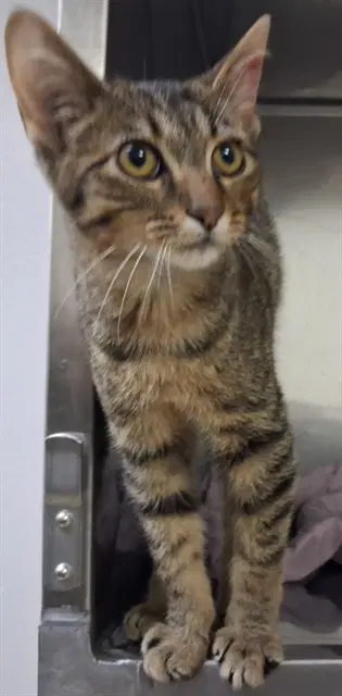 Bo Duke - Domestic Short Hair