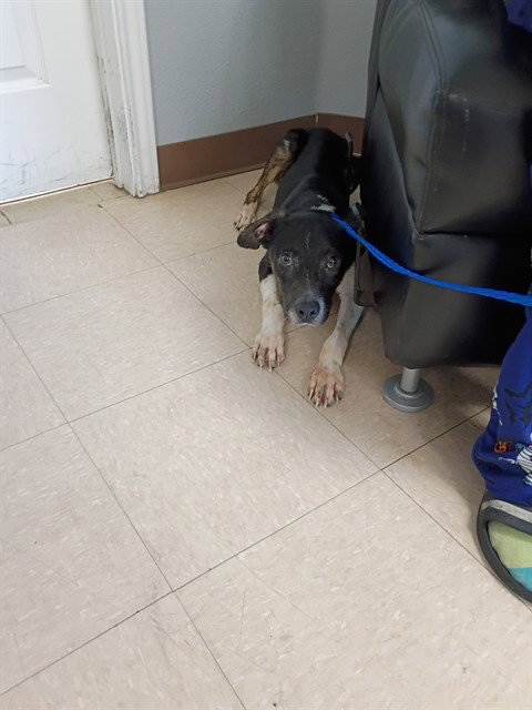 RIPLEY, a dog for adoption from Killeen Animal Control