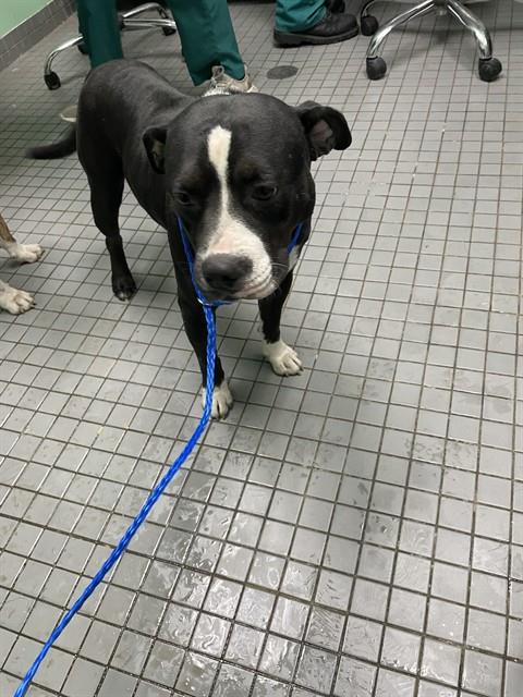 PLATYPUS, a dog for adoption from Killeen Animal Control