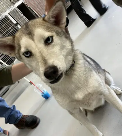 Bjorn - Husky