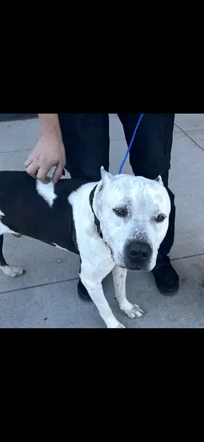 Chaos - Pit Bull Terrier