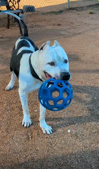 Chaos - Pit Bull Terrier