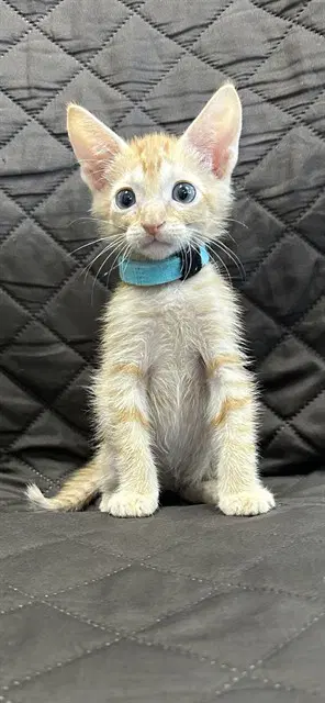 Fred Blue Collar - Domestic Short Hair
