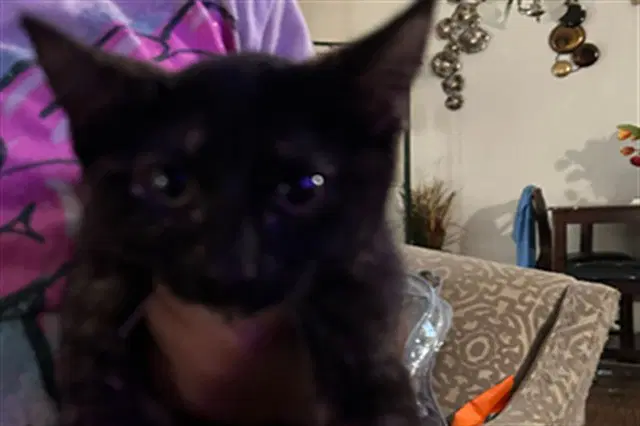 Six-Seven - Domestic Short Hair